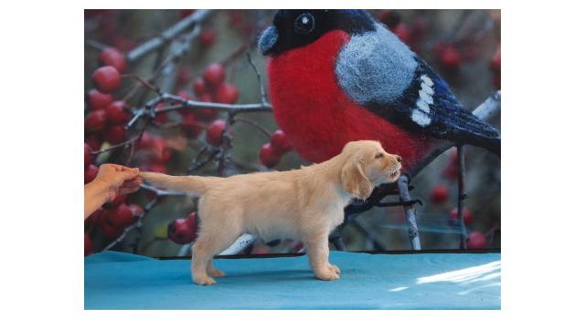 Щенки папийона (папильона) в питомнике Бон Плезир Щенки папийона (папильона) в питомнике Бон Плезир