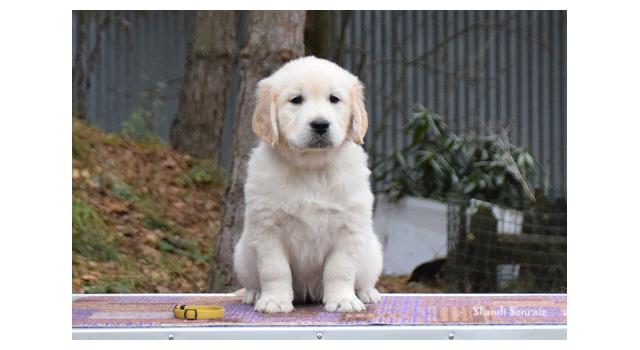 Щенки папийона (папильона) в питомнике Бон Плезир Щенки папийона (папильона) в питомнике Бон Плезир