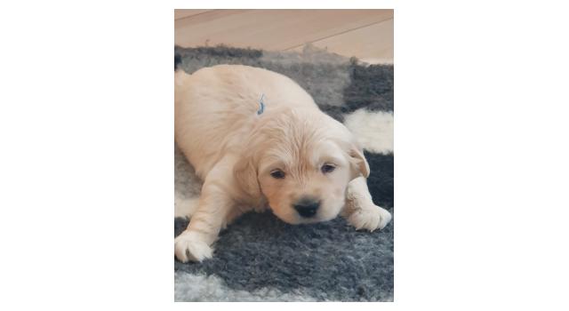 Щенки папийона (папильона) в питомнике Бон Плезир Щенки папийона (папильона) в питомнике Бон Плезир