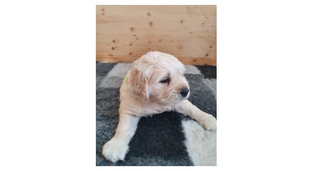 Щенки папийона (папильона) в питомнике Бон Плезир Щенки папийона (папильона) в питомнике Бон Плезир