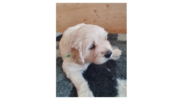 Щенки папийона (папильона) в питомнике Бон Плезир Щенки папийона (папильона) в питомнике Бон Плезир