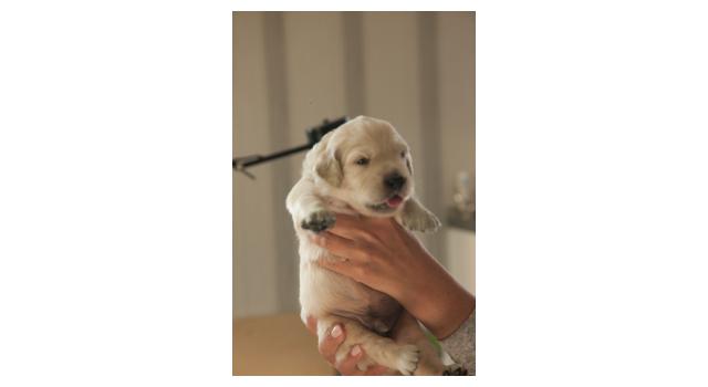 Щенки папийона (папильона) в питомнике Бон Плезир Щенки папийона (папильона) в питомнике Бон Плезир