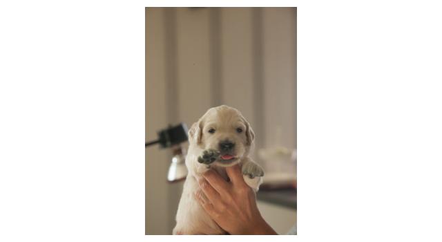 Щенки папийона (папильона) в питомнике Бон Плезир Щенки папийона (папильона) в питомнике Бон Плезир