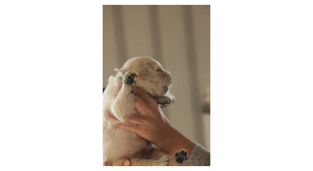 Щенки папийона (папильона) в питомнике Бон Плезир Щенки папийона (папильона) в питомнике Бон Плезир