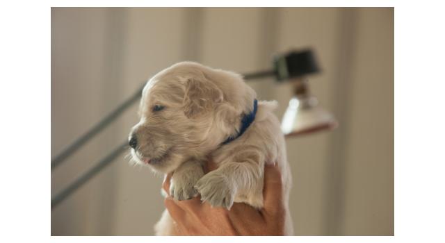Щенки папийона (папильона) в питомнике Бон Плезир Щенки папийона (папильона) в питомнике Бон Плезир