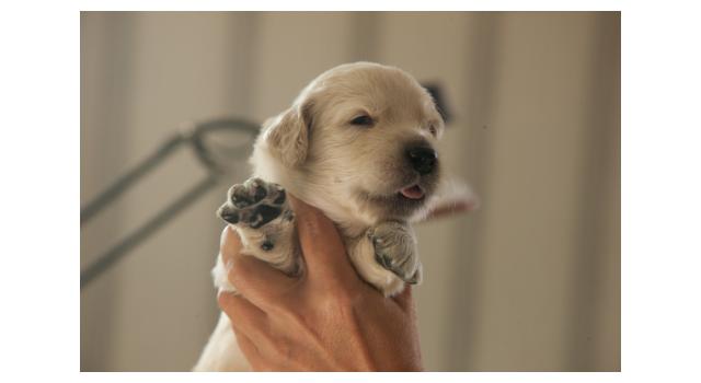 Щенки папийона (папильона) в питомнике Бон Плезир Щенки папийона (папильона) в питомнике Бон Плезир