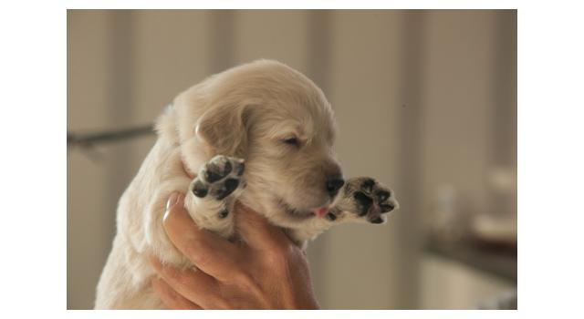 Щенки папийона (папильона) в питомнике Бон Плезир Щенки папийона (папильона) в питомнике Бон Плезир