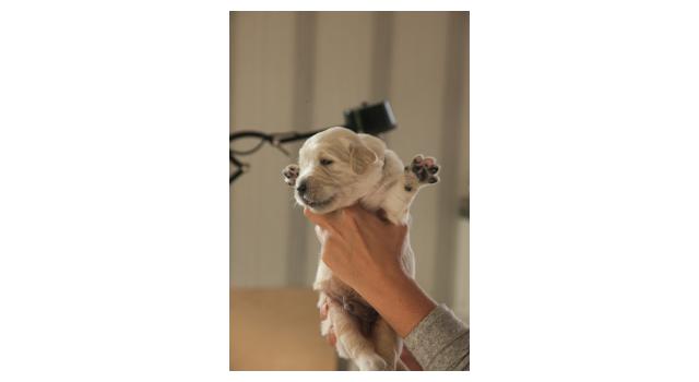 Щенки папийона (папильона) в питомнике Бон Плезир Щенки папийона (папильона) в питомнике Бон Плезир