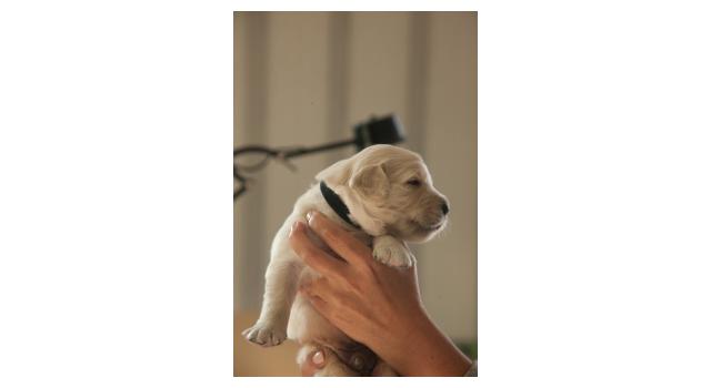 Щенки папийона (папильона) в питомнике Бон Плезир Щенки папийона (папильона) в питомнике Бон Плезир