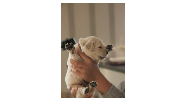 Щенки папийона (папильона) в питомнике Бон Плезир Щенки папийона (папильона) в питомнике Бон Плезир