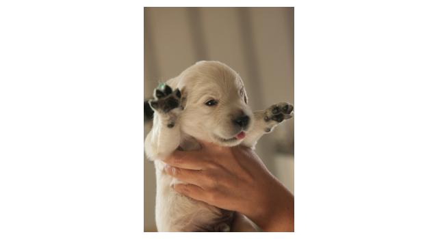 Щенки папийона (папильона) в питомнике Бон Плезир Щенки папийона (папильона) в питомнике Бон Плезир