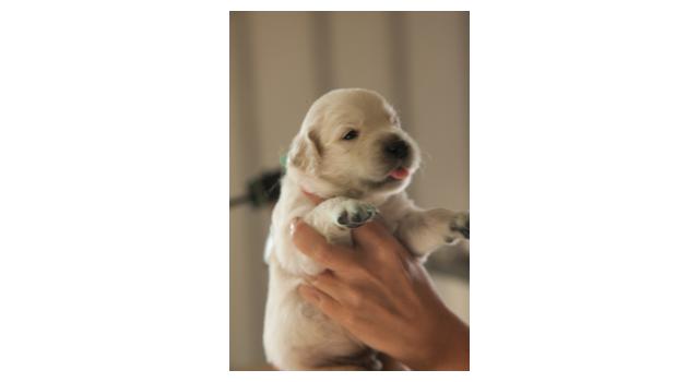 Щенки папийона (папильона) в питомнике Бон Плезир Щенки папийона (папильона) в питомнике Бон Плезир