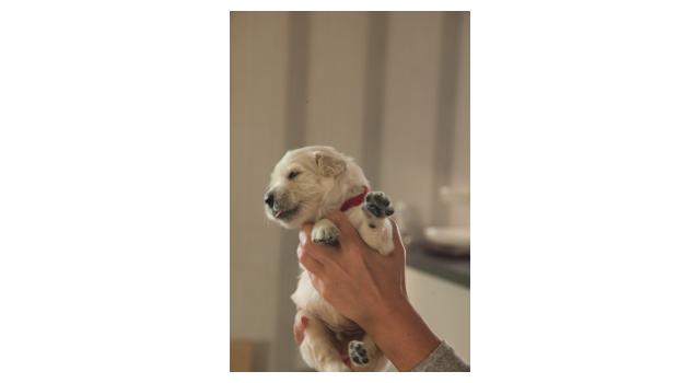 Щенки папийона (папильона) в питомнике Бон Плезир Щенки папийона (папильона) в питомнике Бон Плезир