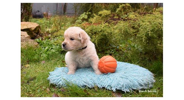 Щенки папийона (папильона) в питомнике Бон Плезир Щенки папийона (папильона) в питомнике Бон Плезир