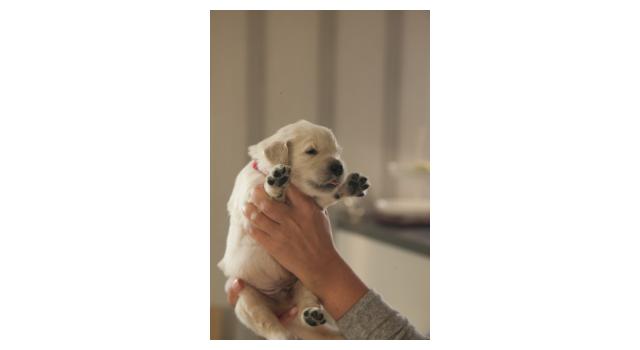 Щенки папийона (папильона) в питомнике Бон Плезир Щенки папийона (папильона) в питомнике Бон Плезир