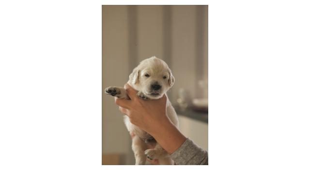 Щенки папийона (папильона) в питомнике Бон Плезир Щенки папийона (папильона) в питомнике Бон Плезир