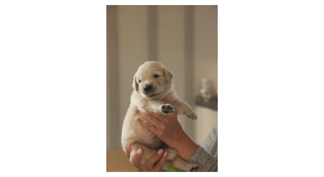 Щенки папийона (папильона) в питомнике Бон Плезир Щенки папийона (папильона) в питомнике Бон Плезир