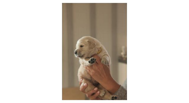 Щенки папийона (папильона) в питомнике Бон Плезир Щенки папийона (папильона) в питомнике Бон Плезир