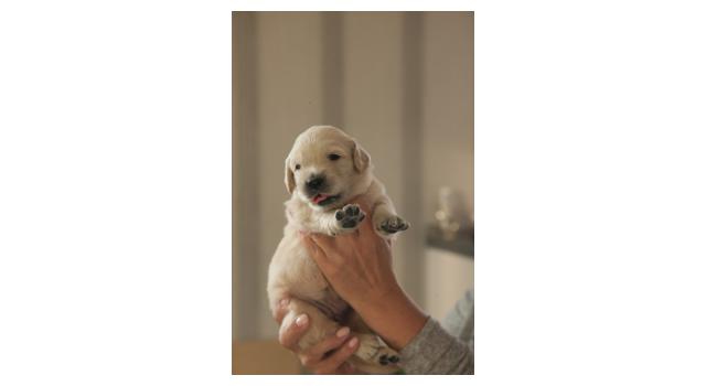 Щенки папийона (папильона) в питомнике Бон Плезир Щенки папийона (папильона) в питомнике Бон Плезир