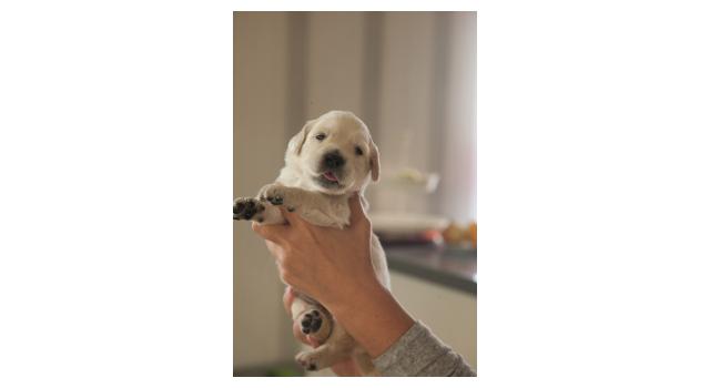 Щенки папийона (папильона) в питомнике Бон Плезир Щенки папийона (папильона) в питомнике Бон Плезир