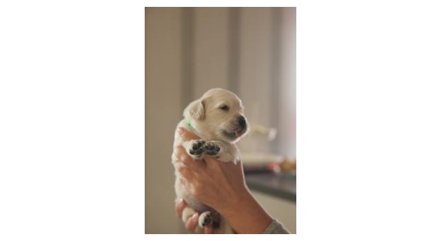 Щенки папийона (папильона) в питомнике Бон Плезир Щенки папийона (папильона) в питомнике Бон Плезир