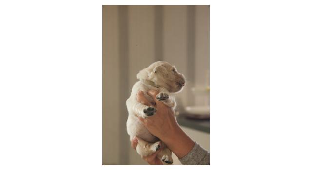 Щенки папийона (папильона) в питомнике Бон Плезир Щенки папийона (папильона) в питомнике Бон Плезир