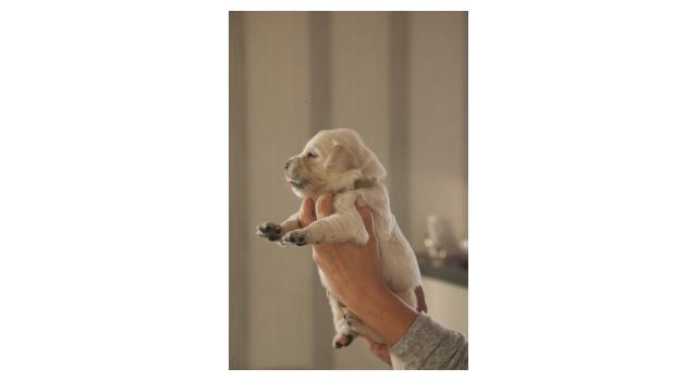 Щенки папийона (папильона) в питомнике Бон Плезир Щенки папийона (папильона) в питомнике Бон Плезир