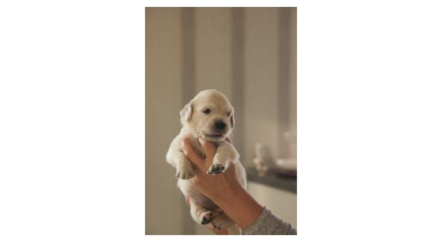 Щенки папийона (папильона) в питомнике Бон Плезир Щенки папийона (папильона) в питомнике Бон Плезир