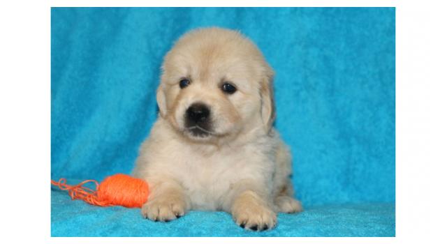Щенки папийона (папильона) в питомнике Бон Плезир Щенки папийона (папильона) в питомнике Бон Плезир