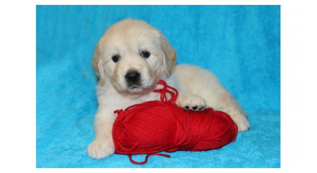 Щенки папийона (папильона) в питомнике Бон Плезир Щенки папийона (папильона) в питомнике Бон Плезир