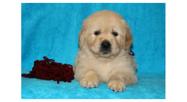 Щенки папийона (папильона) в питомнике Бон Плезир Щенки папийона (папильона) в питомнике Бон Плезир