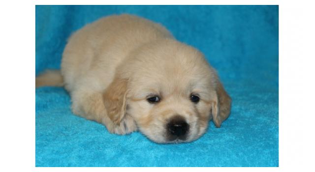 Щенки папийона (папильона) в питомнике Бон Плезир Щенки папийона (папильона) в питомнике Бон Плезир