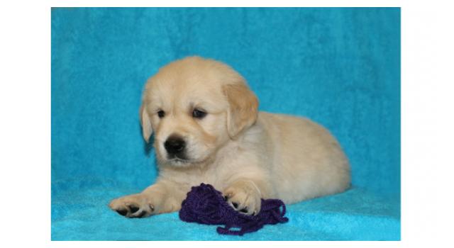 Щенки папийона (папильона) в питомнике Бон Плезир Щенки папийона (папильона) в питомнике Бон Плезир