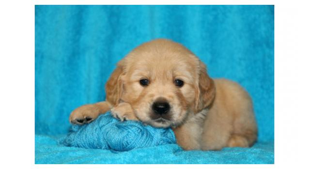 Щенки папийона (папильона) в питомнике Бон Плезир Щенки папийона (папильона) в питомнике Бон Плезир