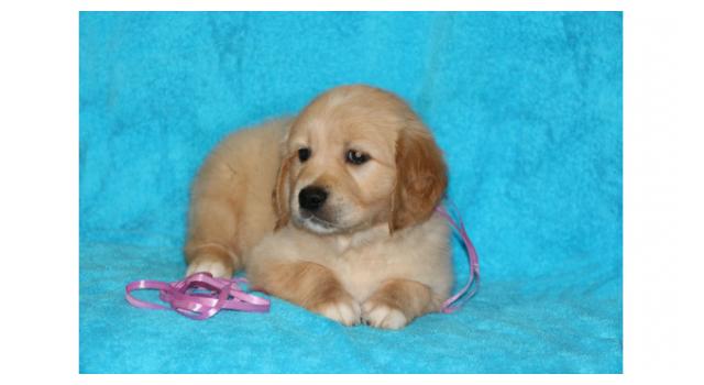 Щенки папийона (папильона) в питомнике Бон Плезир Щенки папийона (папильона) в питомнике Бон Плезир