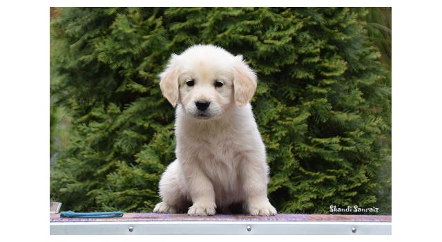 Puppies of papillon in Bon Plaisir Kennel Puppies of papillon in Bon Plaisir Kennel