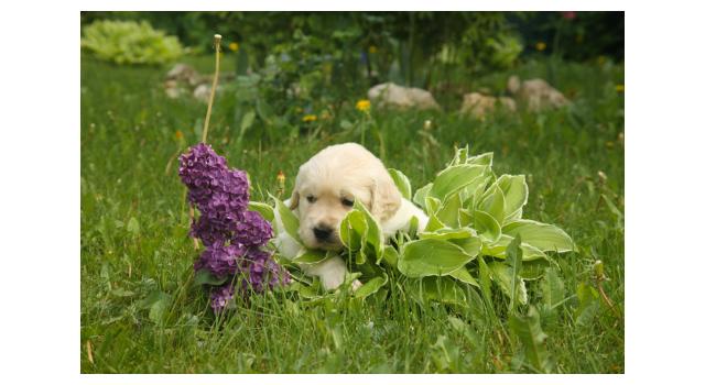 Щенки папийона (папильона) в питомнике Бон Плезир Щенки папийона (папильона) в питомнике Бон Плезир
