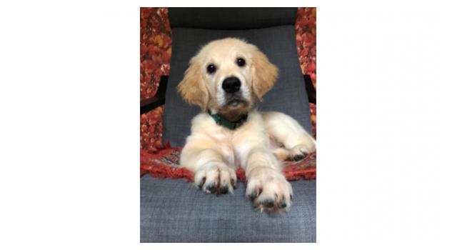 Щенки папийона (папильона) в питомнике Бон Плезир Щенки папийона (папильона) в питомнике Бон Плезир