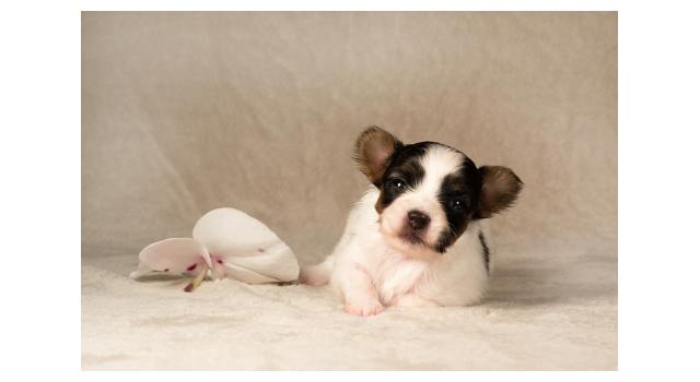 Щенки папийона (папильона) в питомнике Бон Плезир Щенки папийона (папильона) в питомнике Бон Плезир