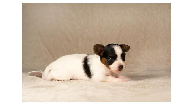 Щенки папийона (папильона) в питомнике Бон Плезир Щенки папийона (папильона) в питомнике Бон Плезир