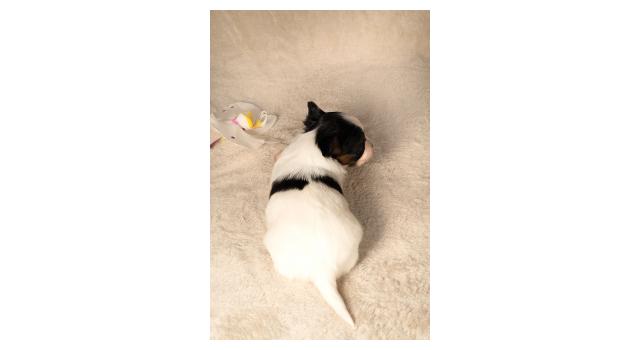 Щенки папийона (папильона) в питомнике Бон Плезир Щенки папийона (папильона) в питомнике Бон Плезир