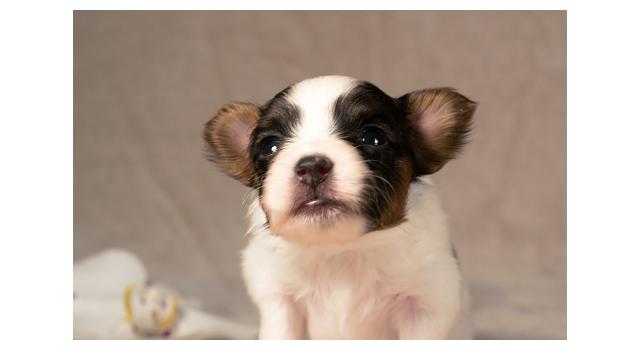 Щенки папийона (папильона) в питомнике Бон Плезир Щенки папийона (папильона) в питомнике Бон Плезир