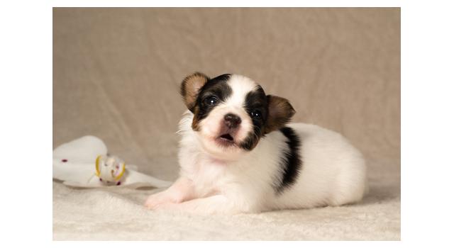 Щенки папийона (папильона) в питомнике Бон Плезир Щенки папийона (папильона) в питомнике Бон Плезир