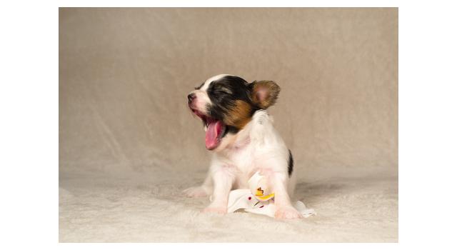Щенки папийона (папильона) в питомнике Бон Плезир Щенки папийона (папильона) в питомнике Бон Плезир
