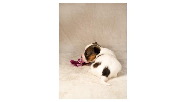 Щенки папийона (папильона) в питомнике Бон Плезир Щенки папийона (папильона) в питомнике Бон Плезир