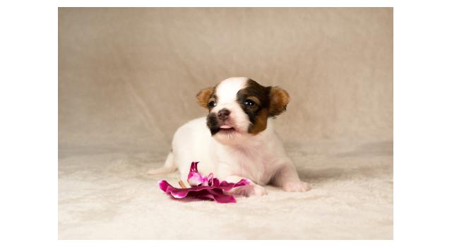 Щенки папийона (папильона) в питомнике Бон Плезир Щенки папийона (папильона) в питомнике Бон Плезир