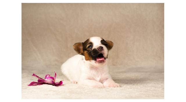 Щенки папийона (папильона) в питомнике Бон Плезир Щенки папийона (папильона) в питомнике Бон Плезир