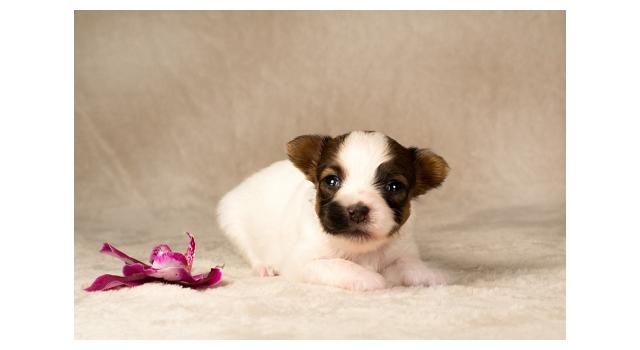 Щенки папийона (папильона) в питомнике Бон Плезир Щенки папийона (папильона) в питомнике Бон Плезир