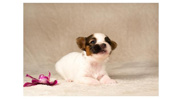 Щенки папийона (папильона) в питомнике Бон Плезир Щенки папийона (папильона) в питомнике Бон Плезир