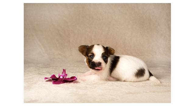 Щенки папийона (папильона) в питомнике Бон Плезир Щенки папийона (папильона) в питомнике Бон Плезир